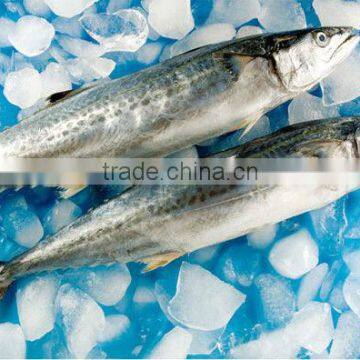 Frozen Spanish Mackerel fish whole