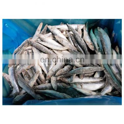 Wholesale IQF frozen sardine for fishing bait