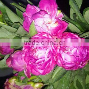 New hot sale paeonia lactiflora pall root paeoniflorin