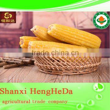 China Supplier as Gift for Child Yellow Waxy Corn photo-3
