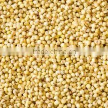 Foxtail Millet