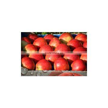 Fresh Apple
