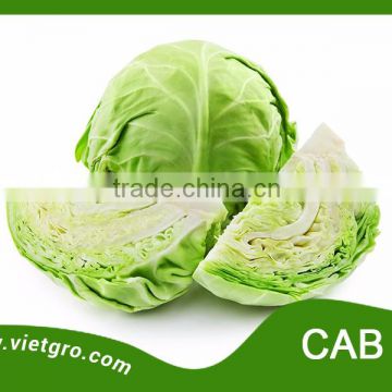 High Yield F1 Hybrid Chinese Cabbage Seed - Cab 01