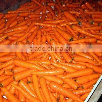 Greenfarm Red Carrot Fresh With Best Price