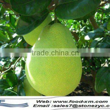 green skin pomelo grapefruit