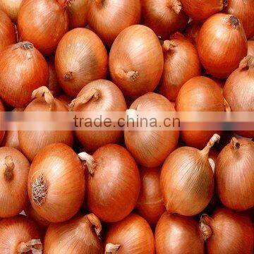 FRESH ONION
