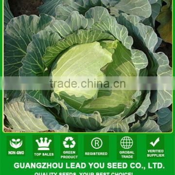 C39 JF no.1 mid-late maturity oblateness hybrid cabbage seeds in vegetable seeds