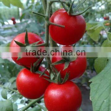 High Resistance High Yield Hybrid F1 Tomato Seeds photo-2