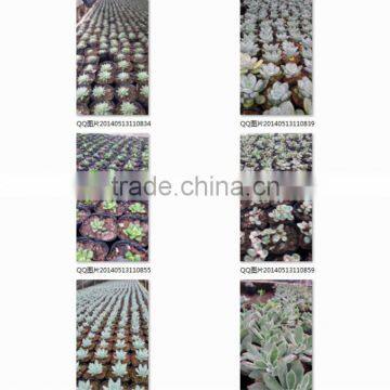 Potted or Unrooted Indoor Plants Succulents Bonsai photo-4