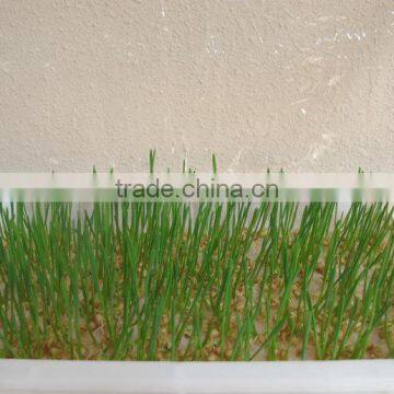 Hot Sale Animal Feed Bud Seedling Machine / Hydroponic Bean Sprout Machine for Peanut Pea photo-6