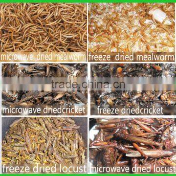 Bird Food dried crickets // dried mealworms // grasshopper