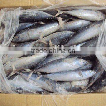 Frozen Bonito Tuna photo-2