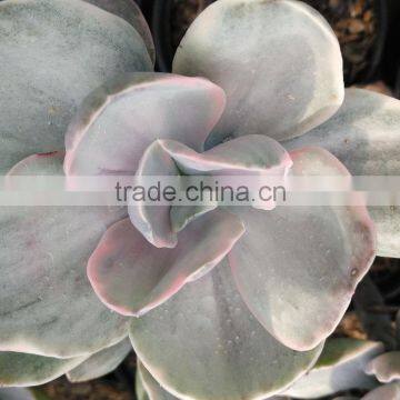 succulent plants tropical plants decorative plants echeveria decora variegated