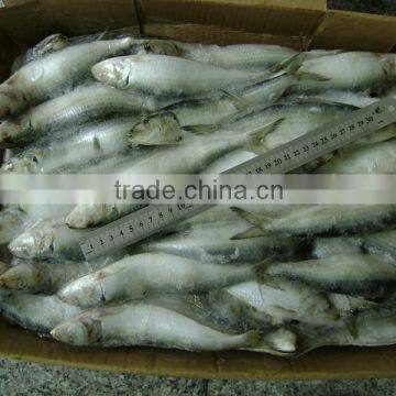 Sardinella lemuru from Chinese Manufacture