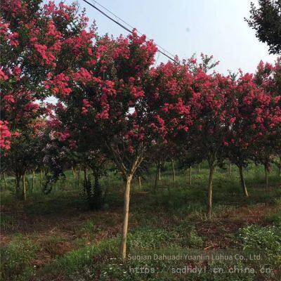 Price List of Crape Myrtle Trees in 2020 photo-4