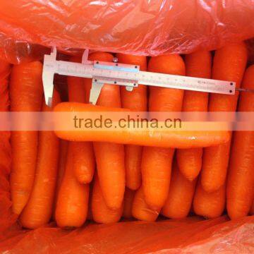 2016 new crop best quality fresh carrot for export