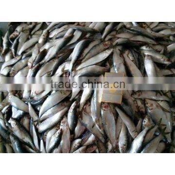 Frozen Canned Sardine photo-6