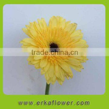 Wide varieties classical export fresh cut gerbera
