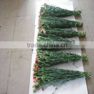 Elegant in Smell Factory Direct High Quality Flower Carnation photo-4