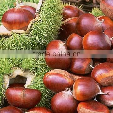 Frozen chestnut kernels