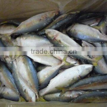 FROZEN WHOLE INDIAN MACKEREL