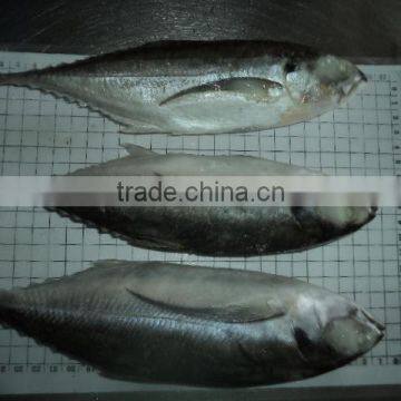 Horse Mackerel