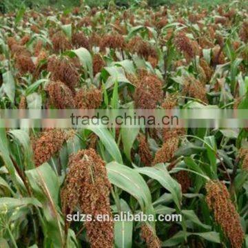 Sorghum Price Can be Very Competitive photo-6