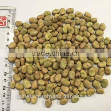Australian Faba Beans, Fava Beans, Vicia Faba photo-3