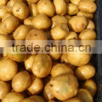 Holland Seed Potato from Pakistan