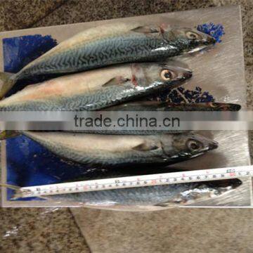 Fresh frozen mackerel prices competitive