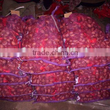 Chinese Chestnut