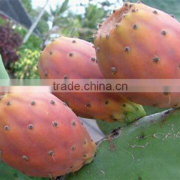 Opuntia Ficus Indica Fruit.- Fruit Juice.