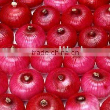 Fresh Red Onion