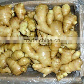 Competitive price fresh ginger