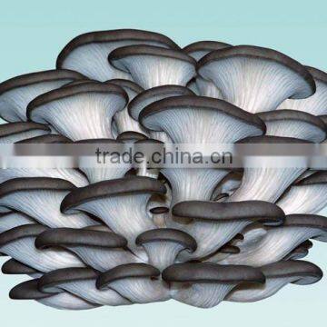 high yield black color oyster mushroom spawn