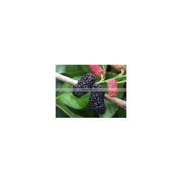 Mulberry Juice Extract Powder