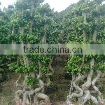 Ficus bonsai