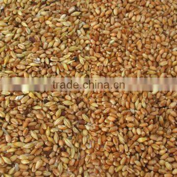 Excellent Quality Wheat Color Sorter photo-2