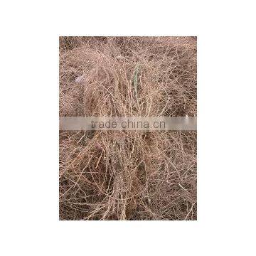 Vetiver/Khus Root photo-2