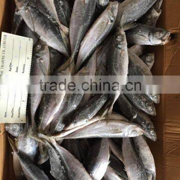 2016 New Landing Sea Frozen Horse Mackerel 20cm+ photo-3