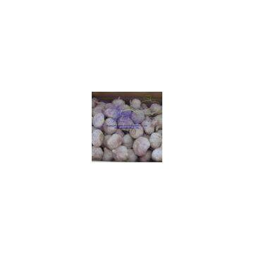 White Garlic 1kg