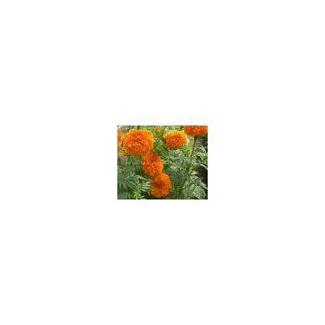 Marigold Seeds For Cultivating--Many Kinds!