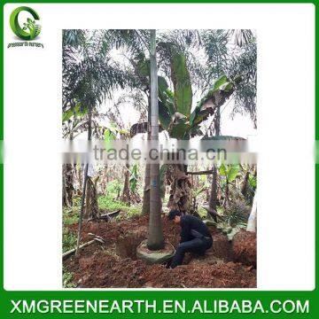 Wodyetia bifurcata palms (2)