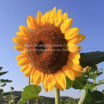 SX No.6 hybrid sunflower seeds for planting Broomrape resistant