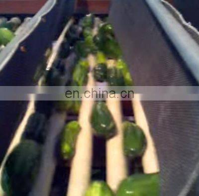 Fully Automatic Stainless Steel Cucumber Length Sorting photo-5