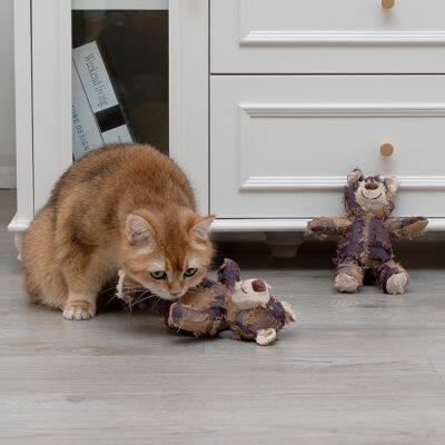 Teddy Bear photo-4