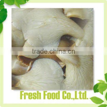 oyster mushroom