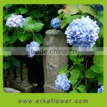 Various colors and models wedding hydrangea flowers for decoration