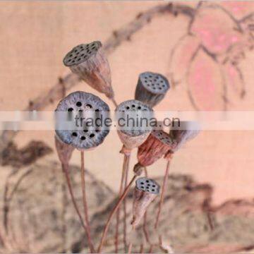 Hindu Lotus Seedpod Dried Flowers Artificial Flowers Decorative Flowers Seedpod of the Lotus