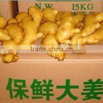 New crop bulk fresh ginger with high quality